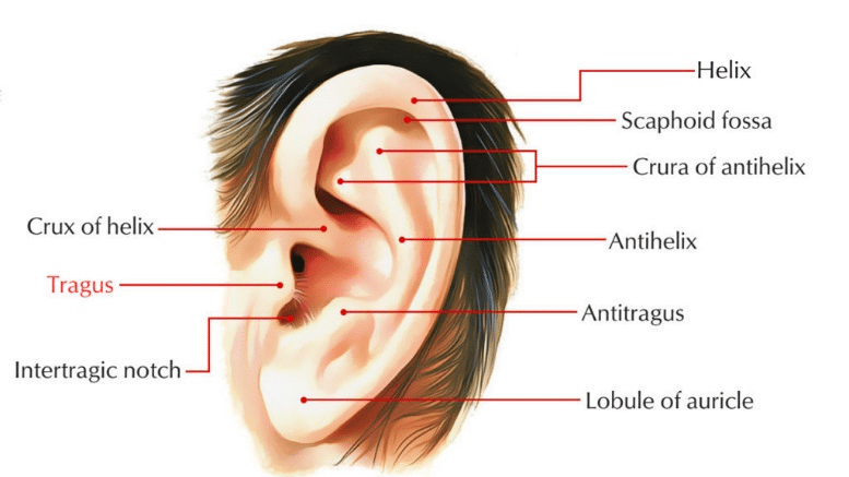 Tragus tragus