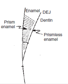 Enamel prism – فرهنگ تفصیلی دندان پزشکی